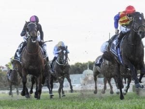 Vet inspection for Pierata on Tramway eve