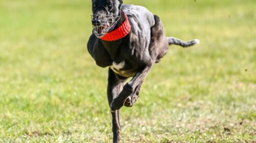 Hes-No-Slouch-def-Alice-Morgan-in-third-