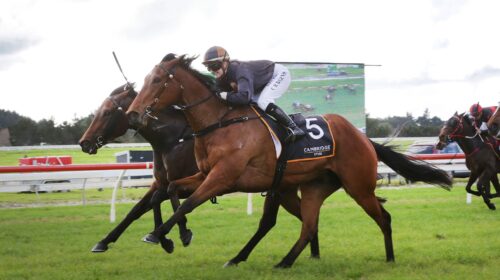 Lickety-Split-a-9904-scaled-1-500x280.jp