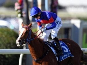 Single Gaze right ahead of Caulfield debut