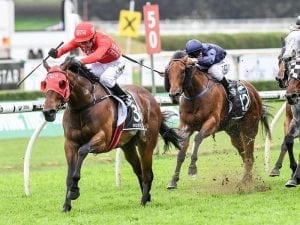 Everest hopes to clash in Concorde Stakes