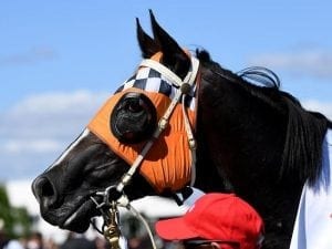 Ace High to atone for last start