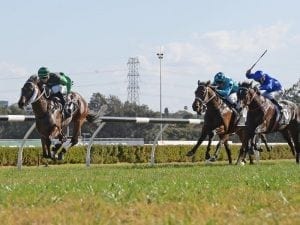 Golden Tycoon to step up in Rosebud