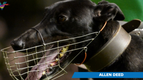 Allen-Deed-20150103-1-1024x536-1-500x280