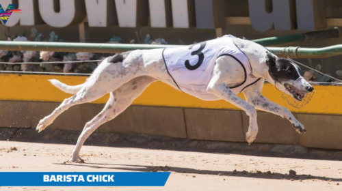 Barista-Chick-caption-1024x536-1-500x280