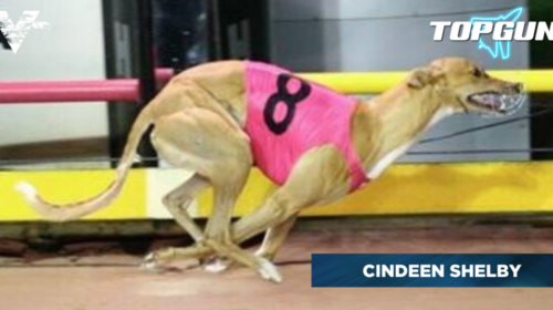 Cindeen-Shelby.-caption-1024x536-1-500x2