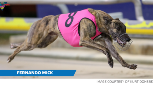 Fernando-Mick-Adelaide-Cup-heat-action-1