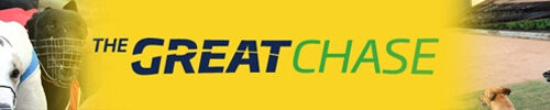 GRV_yellow_the_great_chase_greyhound_rac