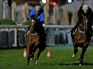 Egg Tart gets first look around Caulfield