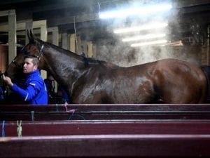 Alizee favourite to win another Group One