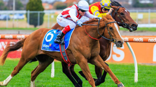 breednet-images-giga-kick_craig-williams