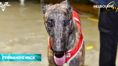 Fernando-Mick-Melbourne-Cup-Final-on-202