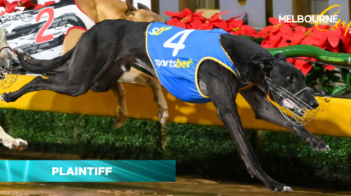 Plaintiff-Melbourne-Cup-preview-caption-