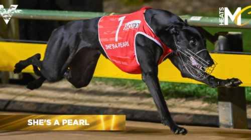Shes-A-Pearl-Melbourne-Cup-heats-caption