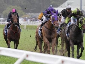 Kosciuszko winner Belflyer heads to Coast