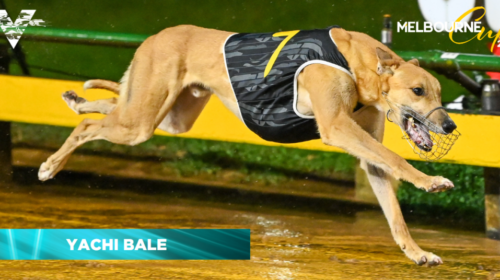 Yachi-Bale-caption-1024x536-1-500x280.pn