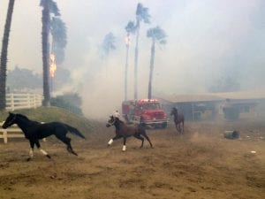 Thoroughbreds killed in California fire