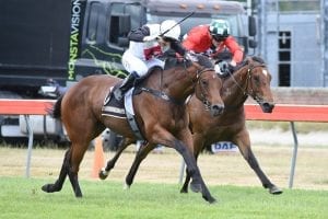 Xpression justifies studmaster's faith