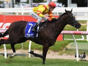 Hawkshot explosive in Autumn Stakes win