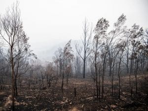 ATC Bushfire donations