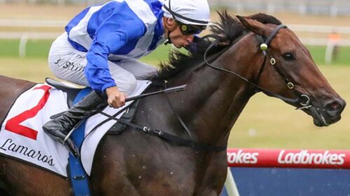 Alligator-Blood-0V9A2065-734x460-copy-50