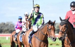 NZ horse Francaletta