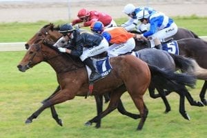 NZ mare Consensus