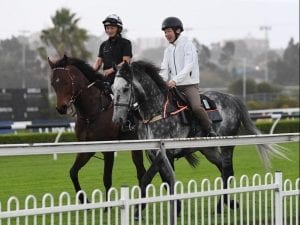 Japanese stayer arrives for Sydney Cup bid