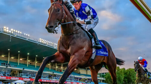 breednet-images-brave-mead-ridden-by-joh