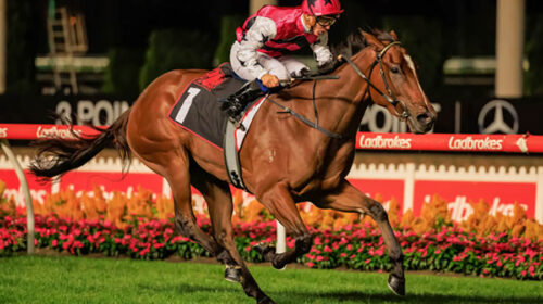 breednet-images-papillon-club-ridden-by-