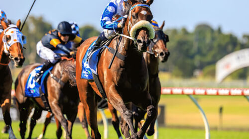 breednet-images-pounding_jamie-kah_43266