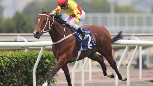 California-Spangle-54-scaled-1-500x280.j