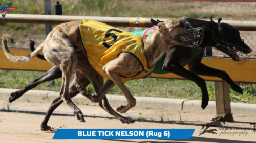 large-Blue-Tick-Nelson-Bendigo-Gold-Rush
