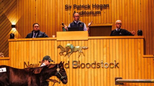 Lot-8-national-Weanling-sales-2023-blog_