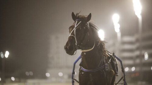 Merlin-Harness-Million-2022-blog-image-v