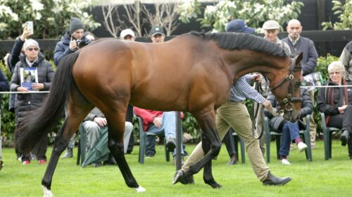 Staphanos-on-parade-supplied-scaled-1-50