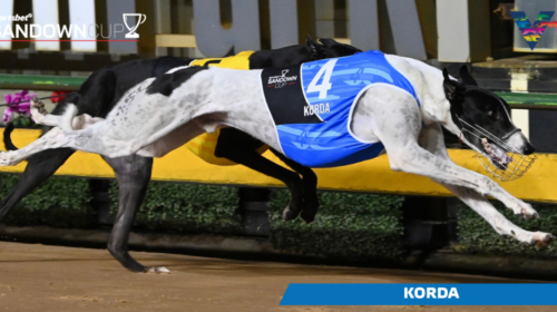 large-Korda-Sandown-Cup-Winner-on-202305