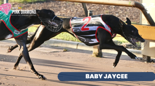 Baby-Jaycee-Pink-Diamond-Bendigo-Heat-Wi
