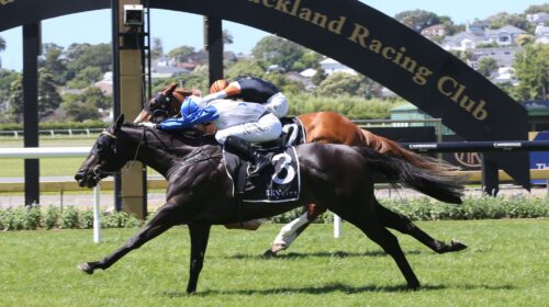 Dark-Destroyer-G2-Auckland-Guineas-1.1.2