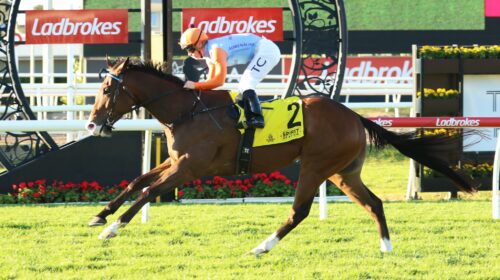 Prince-Of-Boom-Healy-Stakes-500x280.jpeg