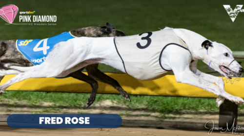 large-Fred-Rose-Shepparton-Pink-Diamond-