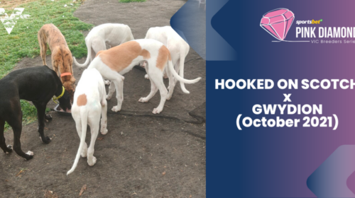 large-Hooked-On-Scotch-x-Gwydion-October