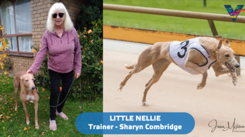 large-Little-Nellie-with-Sharyn-Combridg