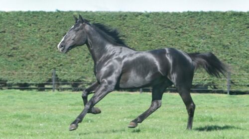 Elsu-blog-obit__ResizedImageWzYwMCwzNDdd