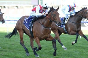 Passive Aggressive ticking all the boxes ahead of Cockram Stakes