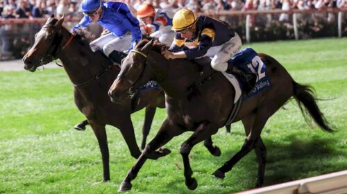 Couer-Volante-Scarborough-Stakes-500x280