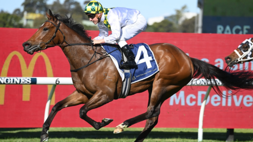 Sunshine-In-Paris-Sheraco-Stakes-500x280