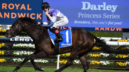 Tiz-Invincible-Tea-Rose-Stakes-500x280.p