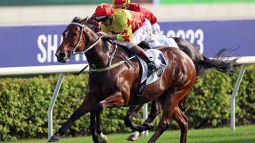 California-Spangle-1610-scaled-1-500x280