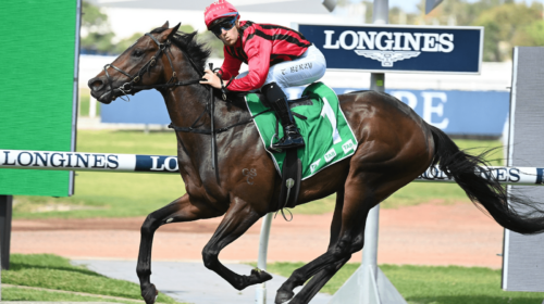 Kings-Gambit-Roman-Consul-Stakes-500x280